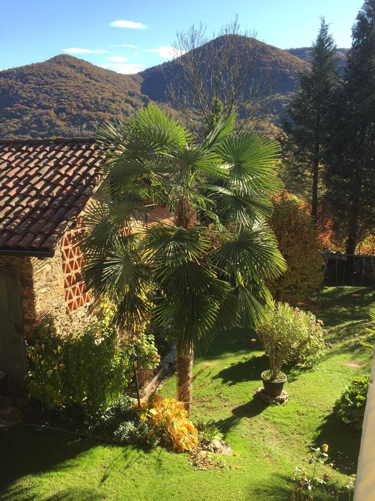 Garten mit Palme und Bergpanorama im Herbst